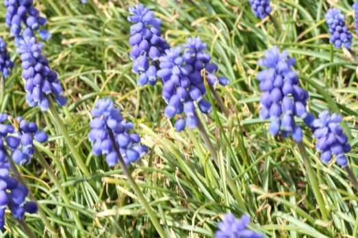 Grape hyacinths, a mass of them planted outside the garage welcomes us home.