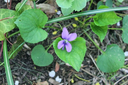 A tiny beauty peeking out.