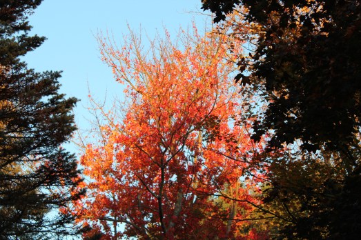 Sugar Maple tree lit by the setting sun!