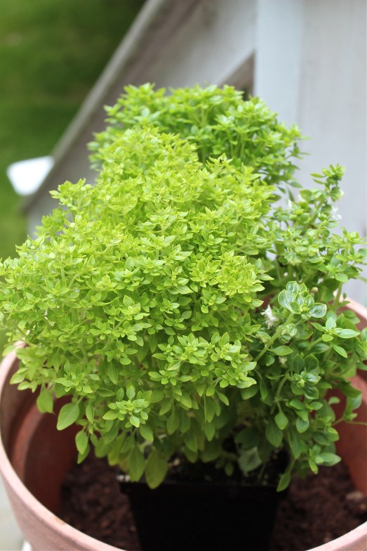 Bush Basil