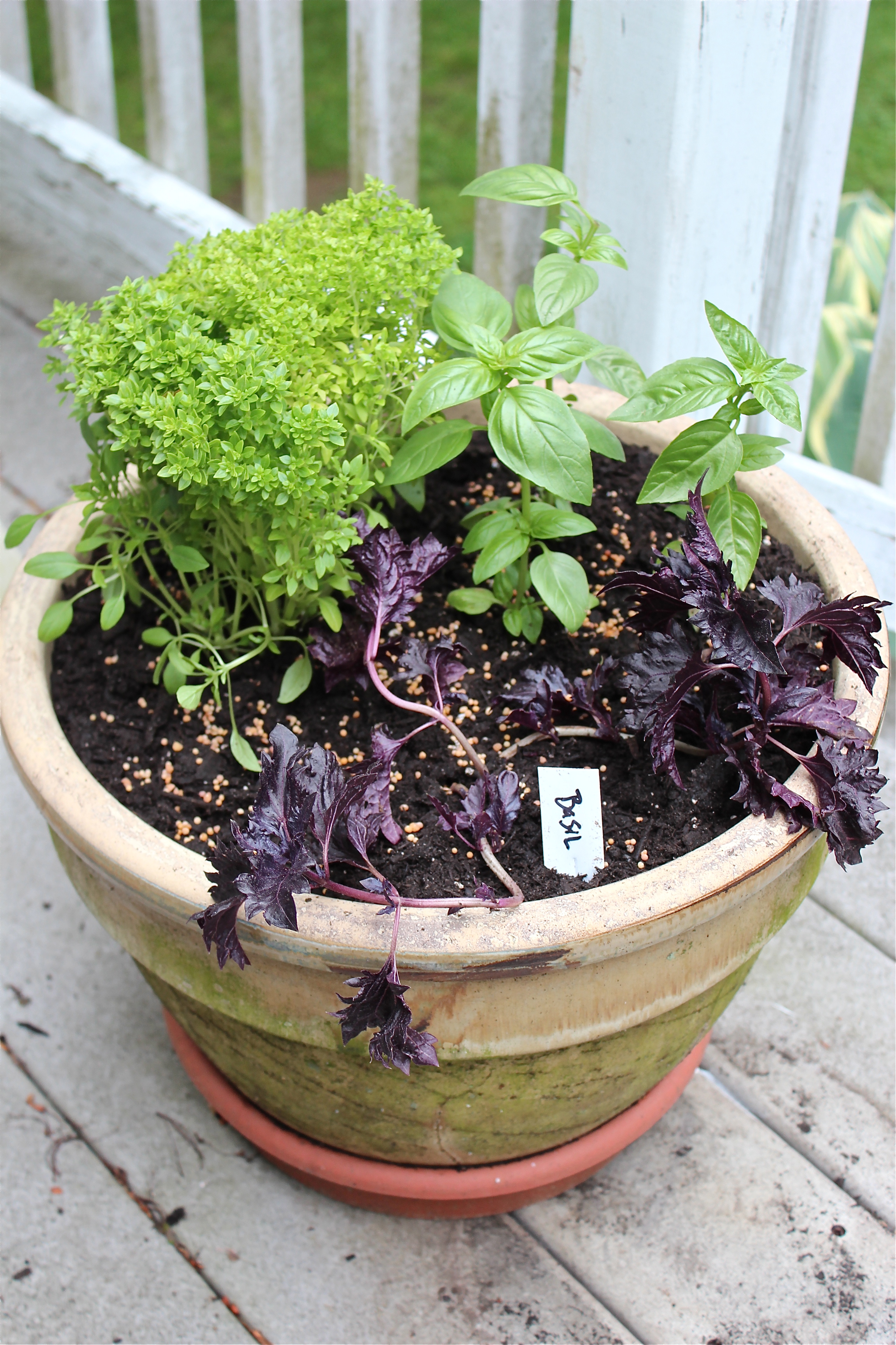 Back-porch Herb Garden | Delicious on a Dollar