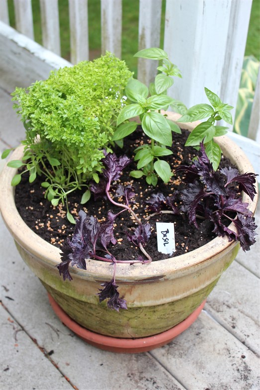 Potted Basil Garden